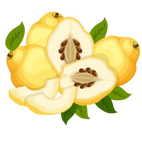 490x490 Quince Vector Illustration