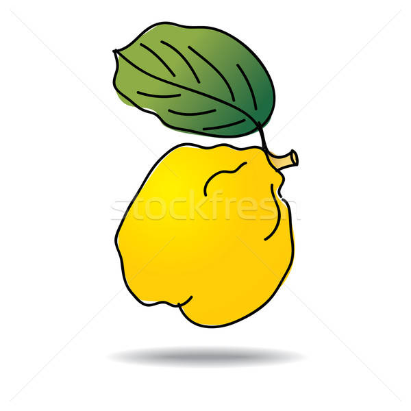 600x600 Freehand Drawing Quince Icon Vector Illustration Ojal