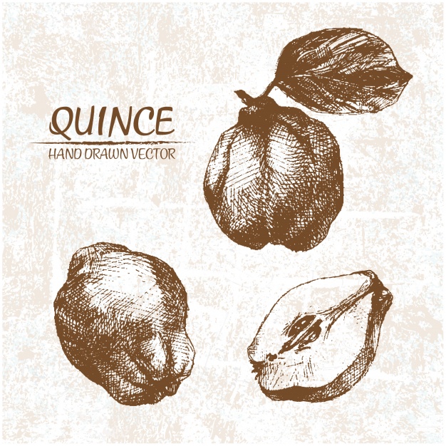 626x626 Hand Drawn Quince Design Vector Free Download