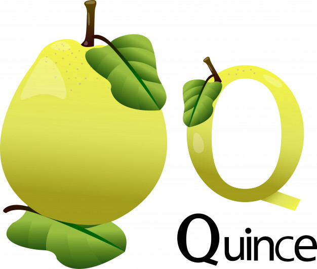 626x531 Illustrator Q Font With Quince Vector Premium Download