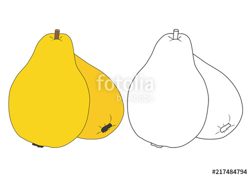 500x354 Quince, Coloring Book Vector Illustration Stock Image