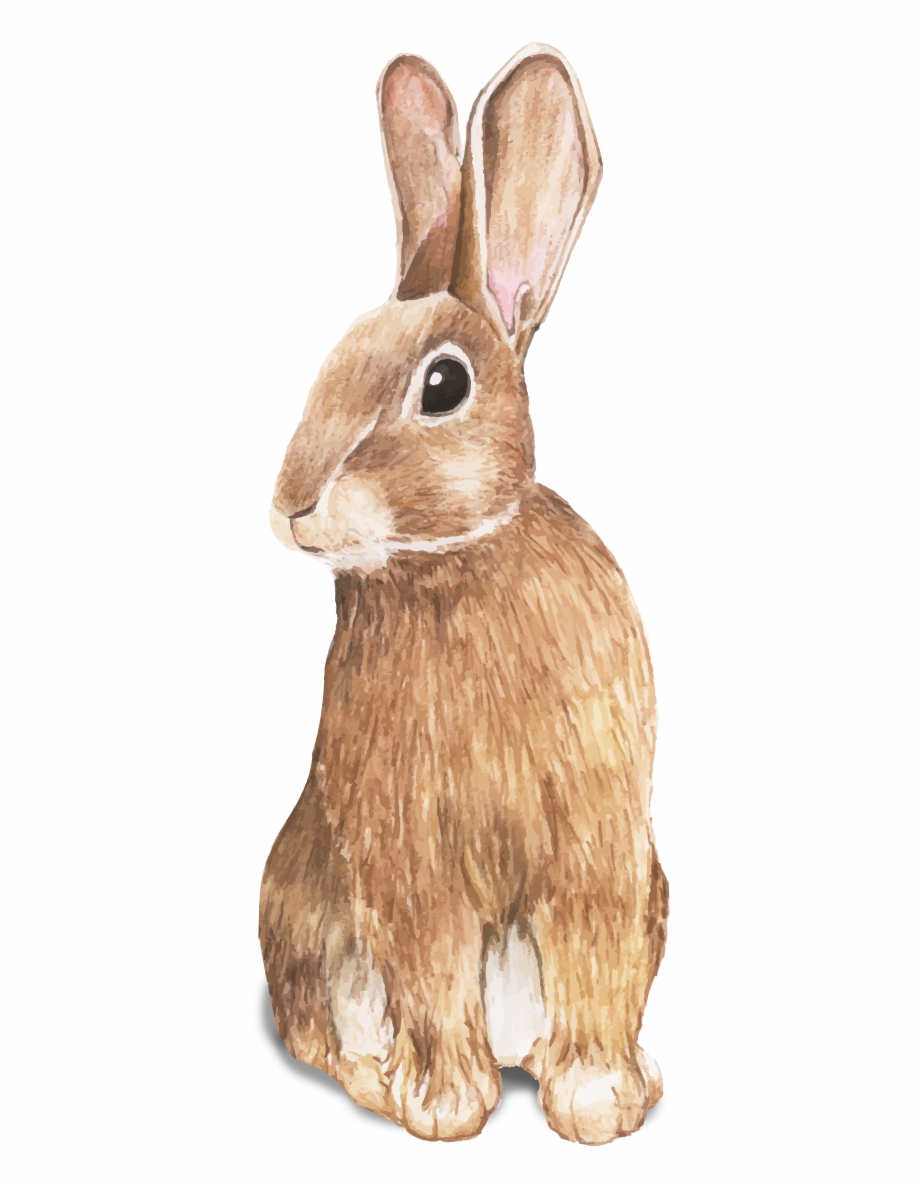 920x1187 Coelhinho Da