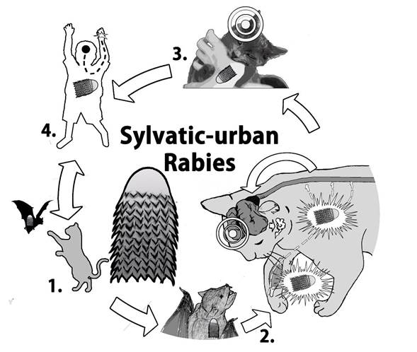 Rabies Vector At Collection Of Rabies Vector Free For Personal Use