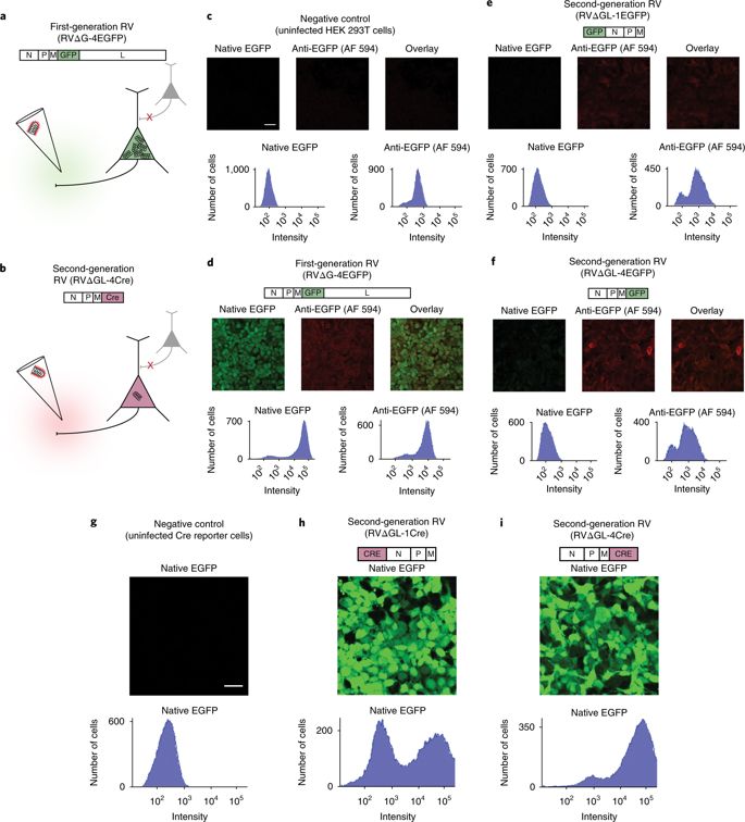 685x756 Nontoxic, Double Deletion Mutant Rabies Viral Vectors