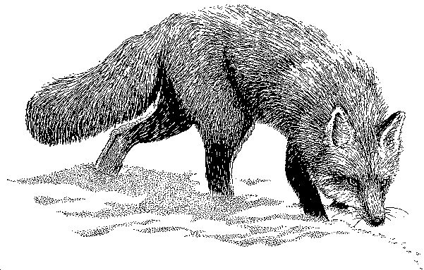 601x383 Ohio Wildlife Rehabilitators Association