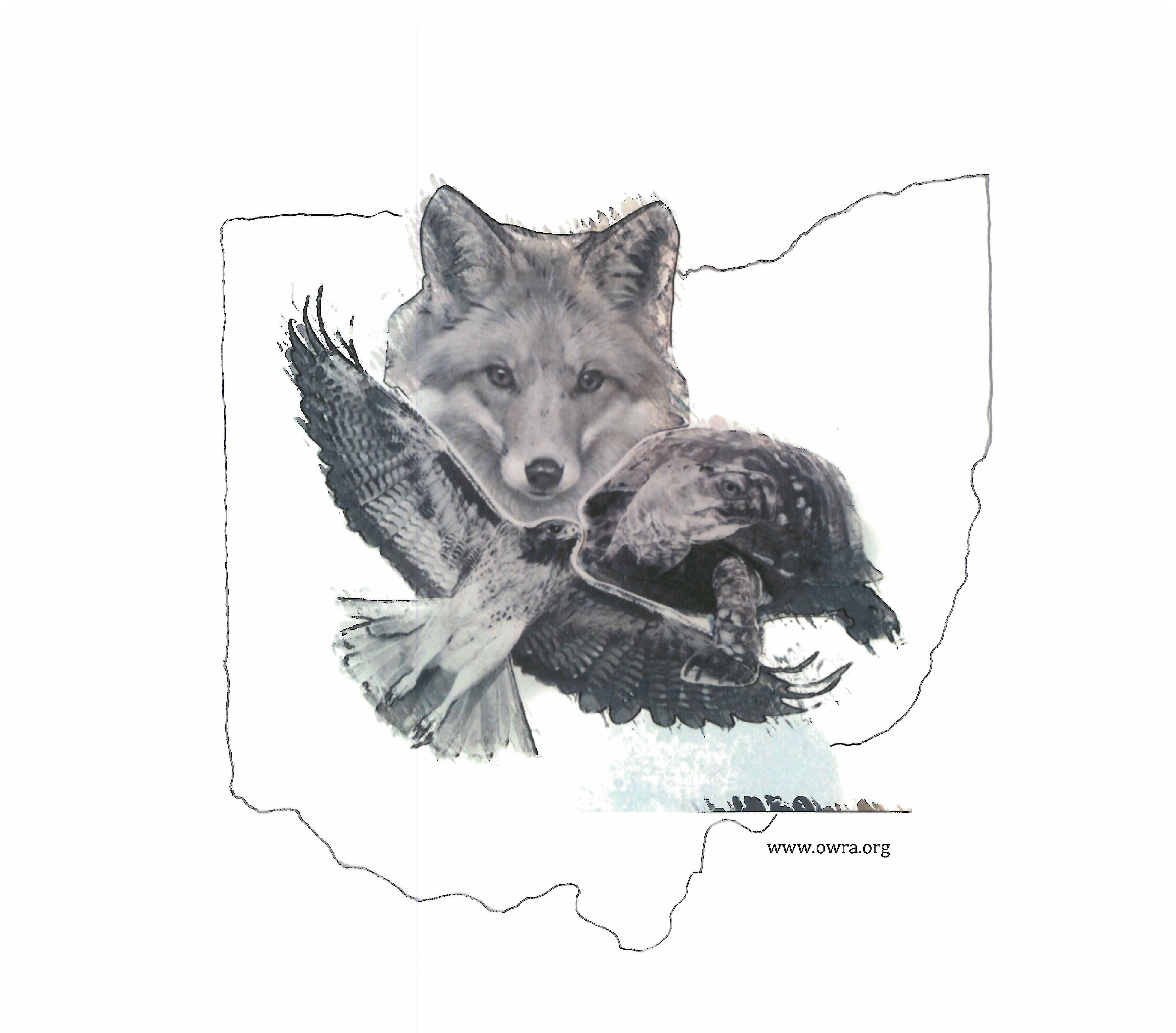 5100x4481 Ohio Wildlife Rehabilitators Association