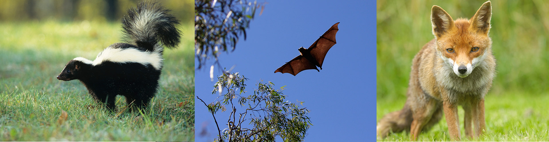 Rabies Vector at Collection of Rabies Vector free for