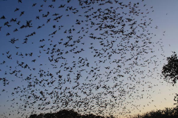 585x389 Cdc Reminder Bats Are The Leading Rabies Vector In The Us