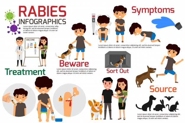 626x417 Rabies Vectors, Photos And Free Download