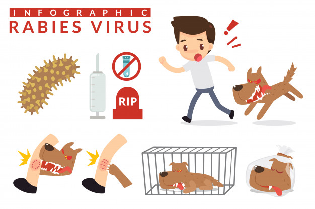 626x417 Rabies Cartoon Infographic Vector Premium Download