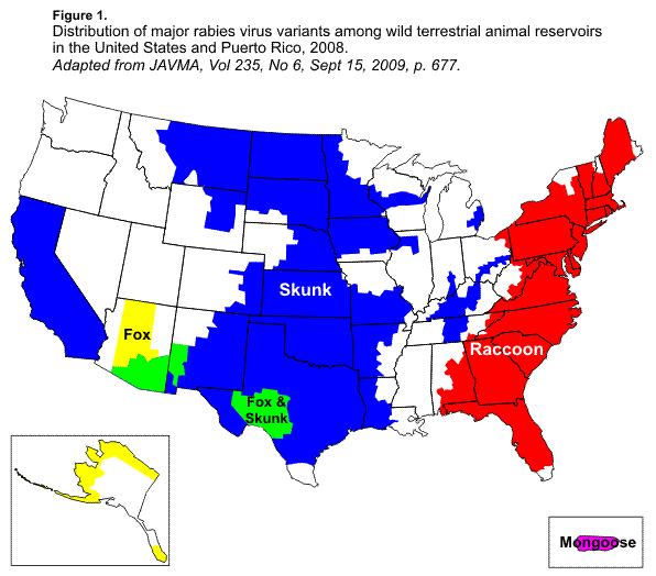 596x524 Rabies In Wildlife