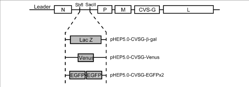 850x297 Schematic Diagram Showing The Genomes Of The Recombinant Rabies