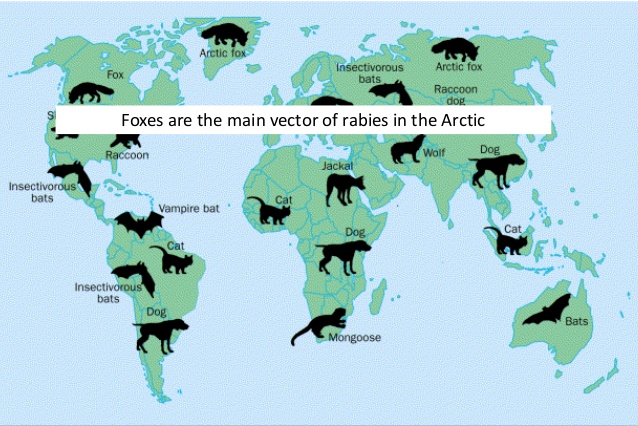 638x426 Svalbardseminaret Rabies, Rev Og Folk