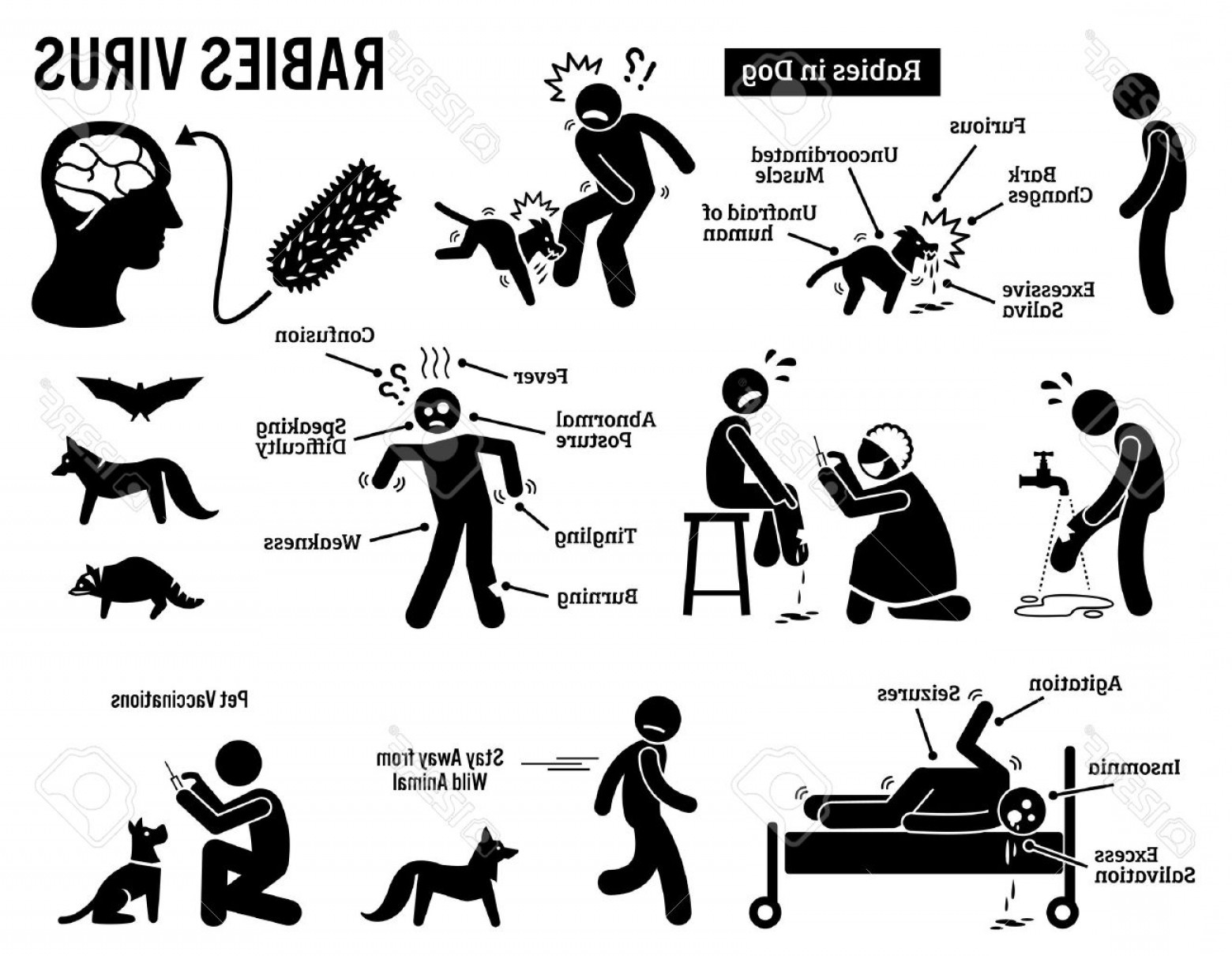 Rabies Vector at Collection of Rabies Vector free for