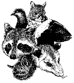 240x272 Deep Nuisance Wildlife Control And Rabies