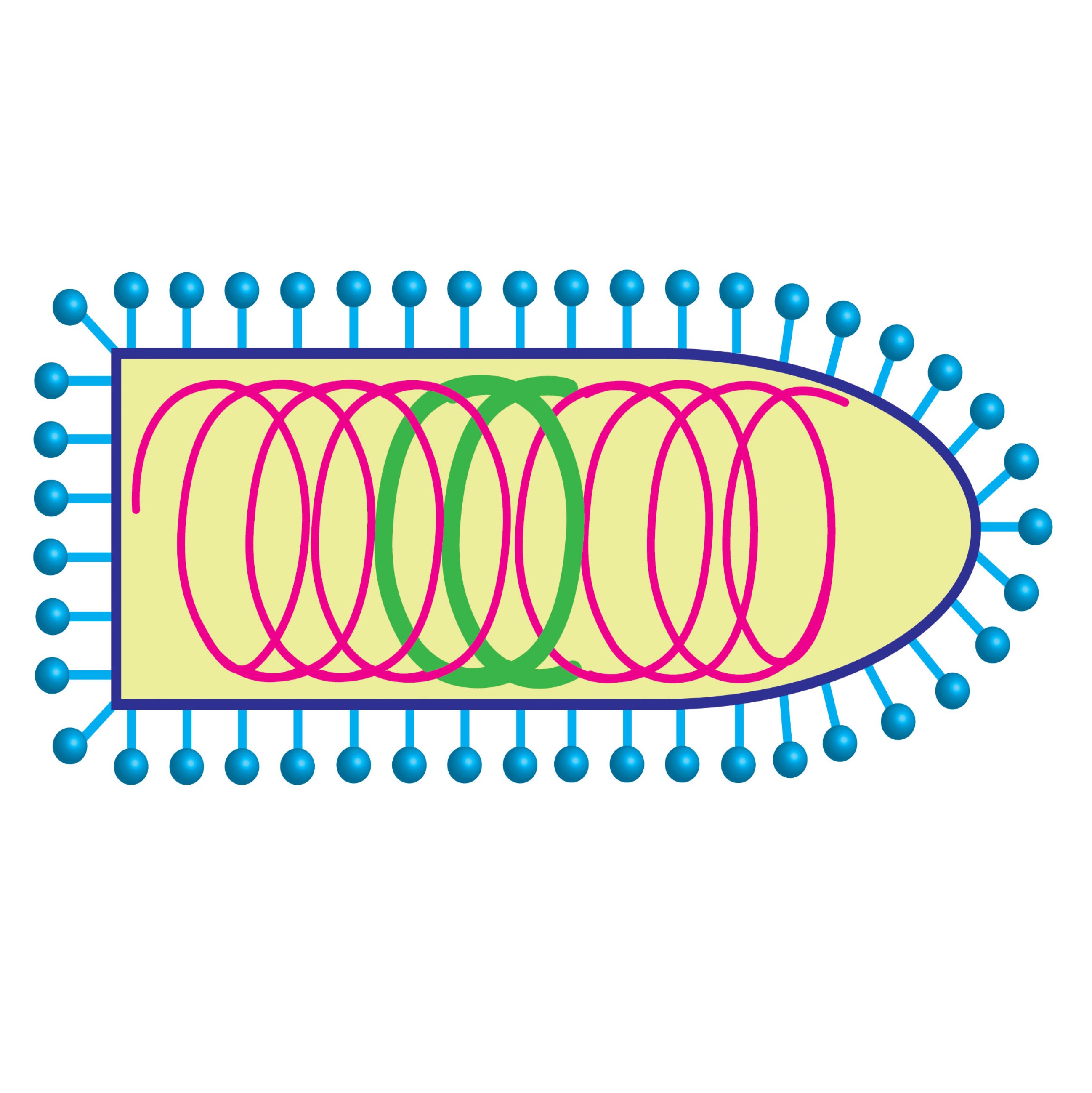 2595x2597 Enva Pseudotyped G Deleted Rabies Viruses Ntnu Viral Vector Core