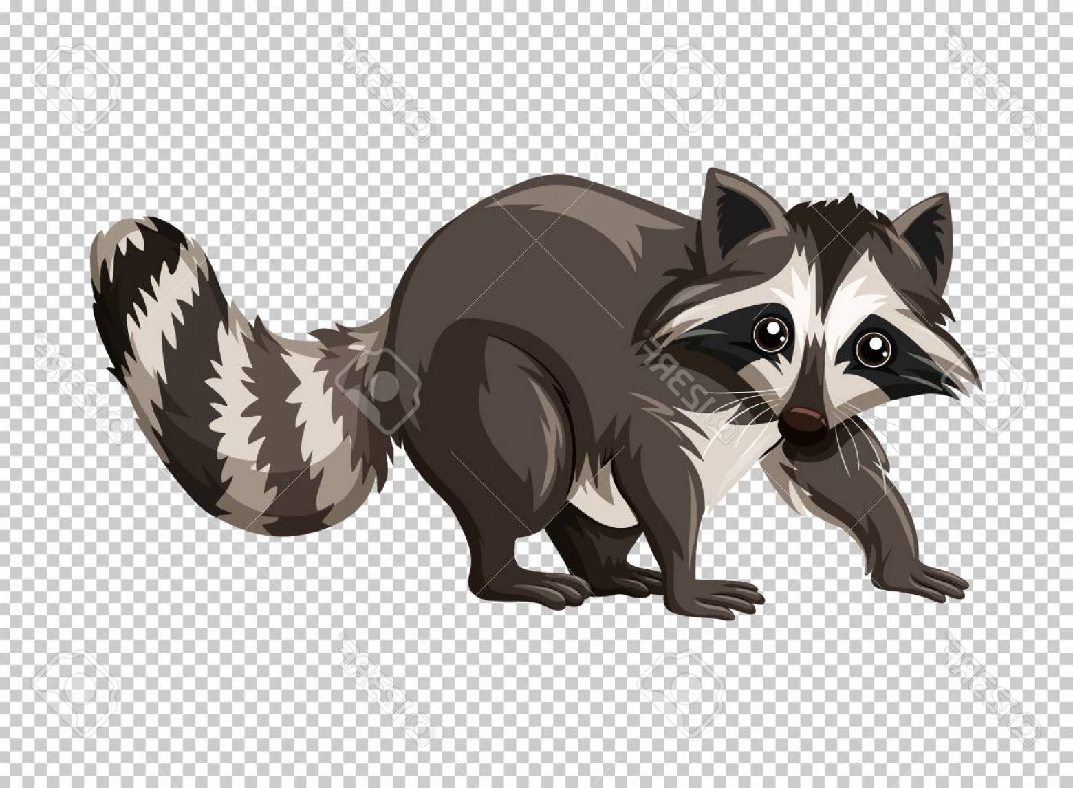 1560x1146 Raccoon Clip Art Vector Wallkeeper
