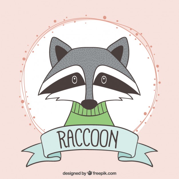 626x626 Raccoon Vectors, Photos And Free Download