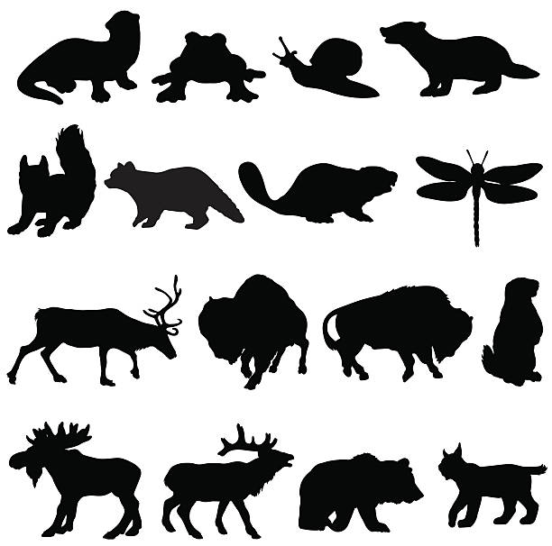 Raccoon Silhouette Vector at Vectorified.com | Collection of Raccoon ...