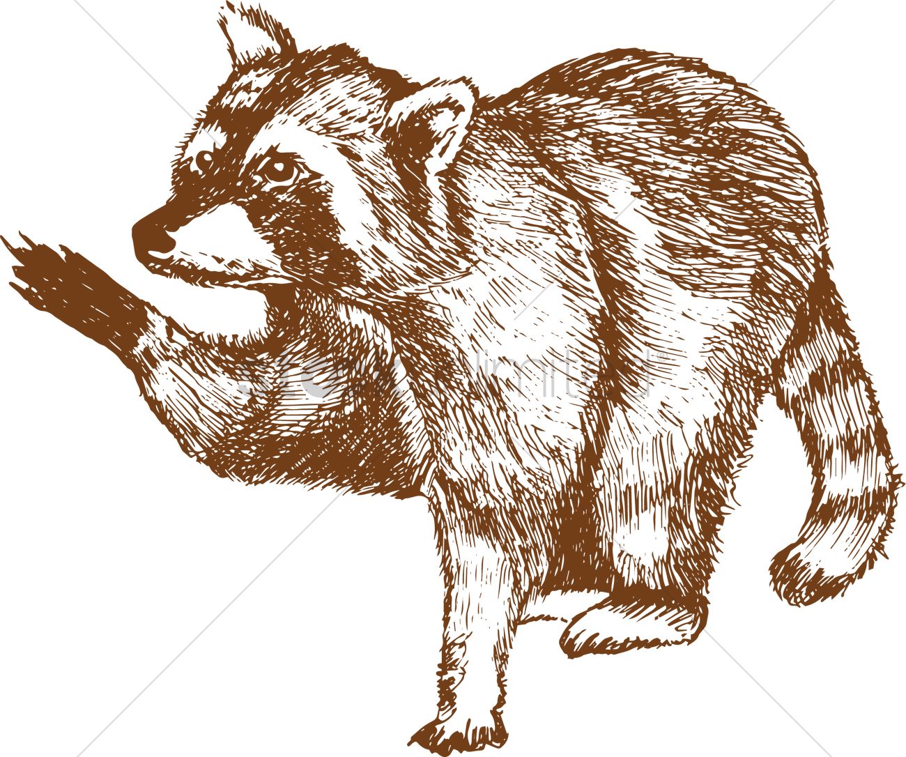 1300x1086 Raccoon Vector Image