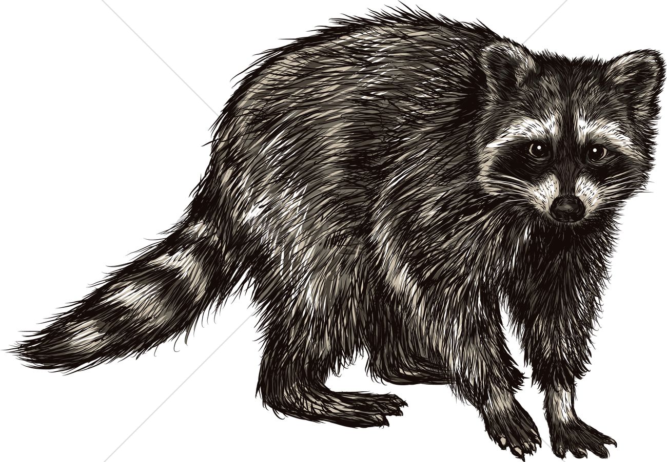 1300x902 Raccoon Vector Image