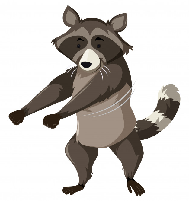 626x666 Raccoon Vectors, Photos And Free Download