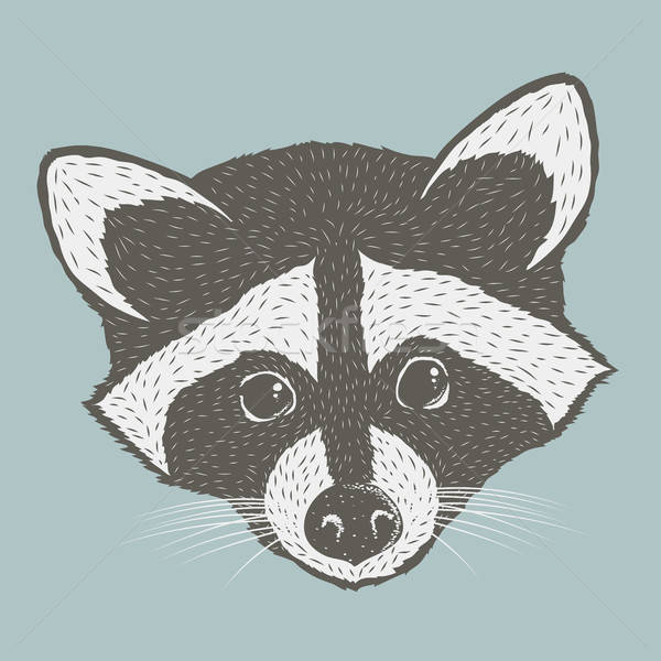 600x600 Raccoon Vector Illustration Vector Illustration Konstantin Li