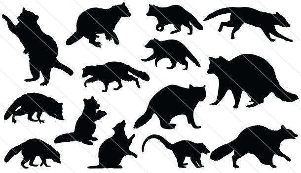 610x350 Raccoon Vector Graphics