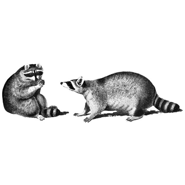 626x626 Raccoon Vectors, Photos And Free Download
