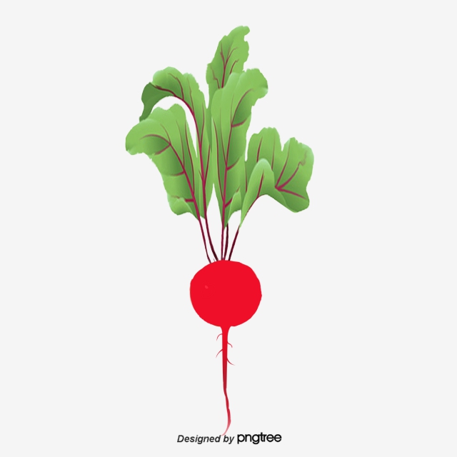 640x640 Radish, Fresh Radish, Vegetables Png And Vector With Transparent
