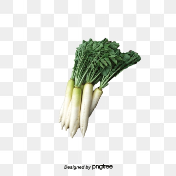 360x360 Radish Vector, Free Download Cartoon Radish, Purple Radish, White