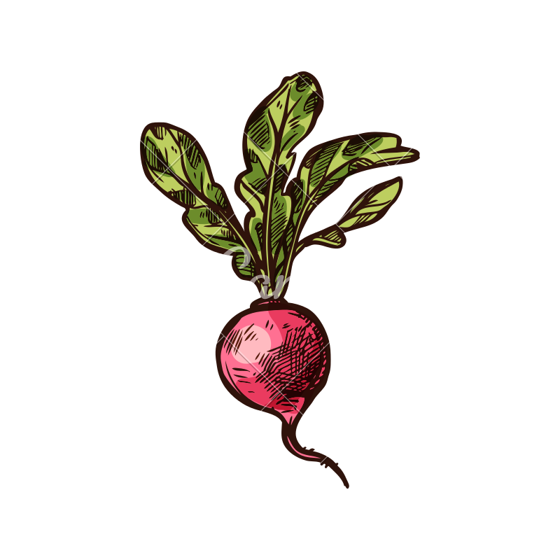 800x800 Radish Vector Sketch Vegetable Icon