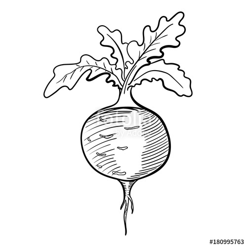 500x500 Radish Vector Stock Image And Royalty Free Vector