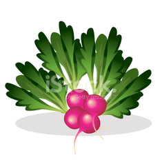 235x235 Radish Vector Stock Photos