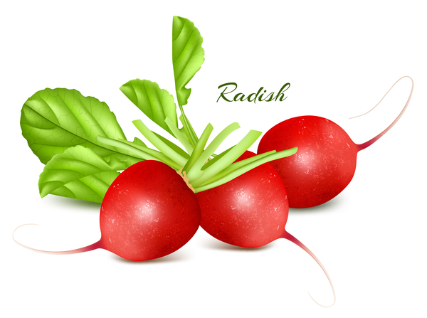 600x447 Radish Vector Illustration Free Download