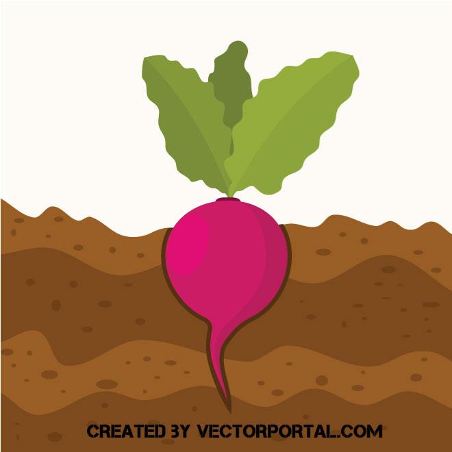 660x660 Radish Vector Image