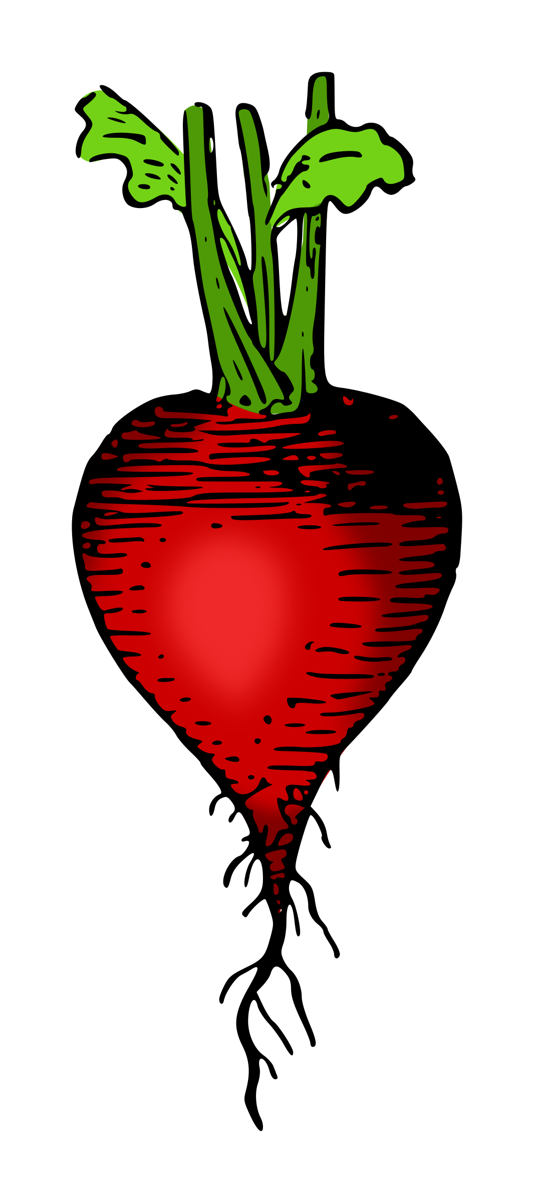 1066x2400 Red Radish Vector Clipart Image