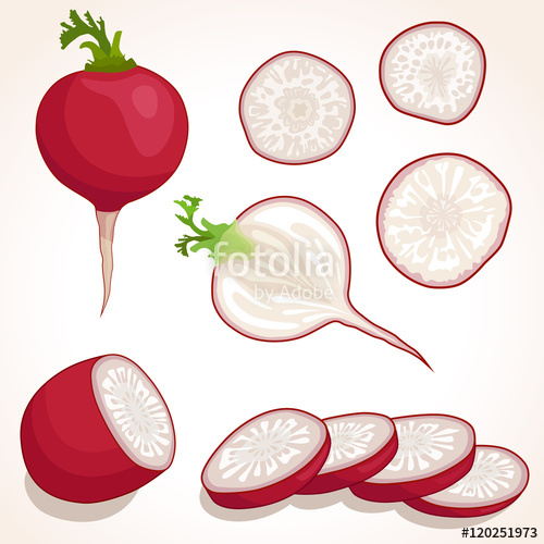500x500 Set Of Radish Sliced, Whole Radish Vector Illustration Pieces