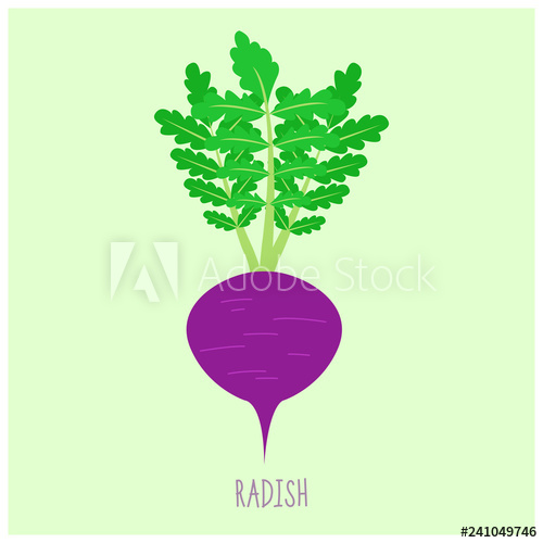 500x500 Simple Radish Vector Illustration