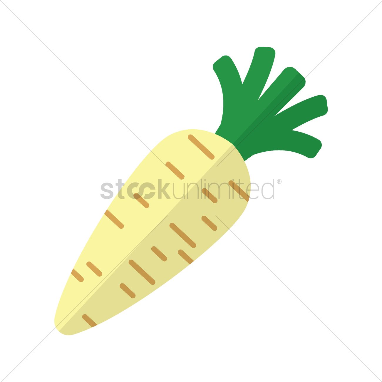 1300x1300 White Radish Vector Image