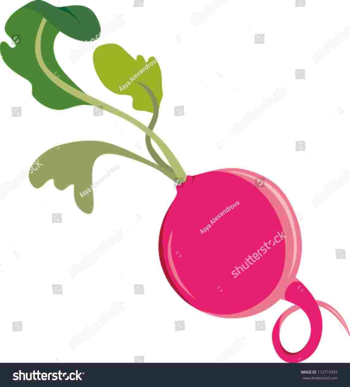 1142x1264 Radish Vector Illustration Stock Royalty Free Rhshutterstockcom Hand