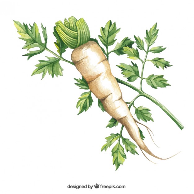 626x626 Daikon Radish Vector Premium Download