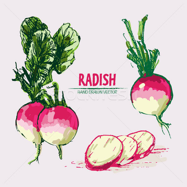 600x600 Digital Vector Detailed Line Art Radish Vector Illustration