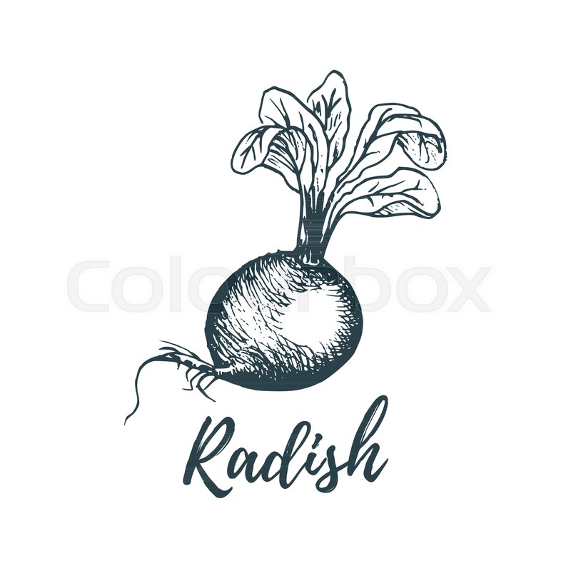 800x800 Hand Drawn Radish Vector Illustration Stock Vector Colourbox