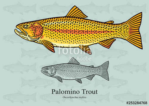 500x354 Palomino Trout, Golden Rainbow Trout Vector Illustration