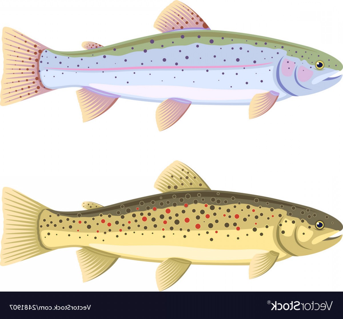 Rainbow Trout Vector at Vectorified.com | Collection of Rainbow Trout ...