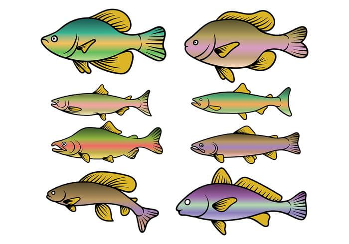 700x490 Rainbow Trout Fish Vector Free Graphics Uihere