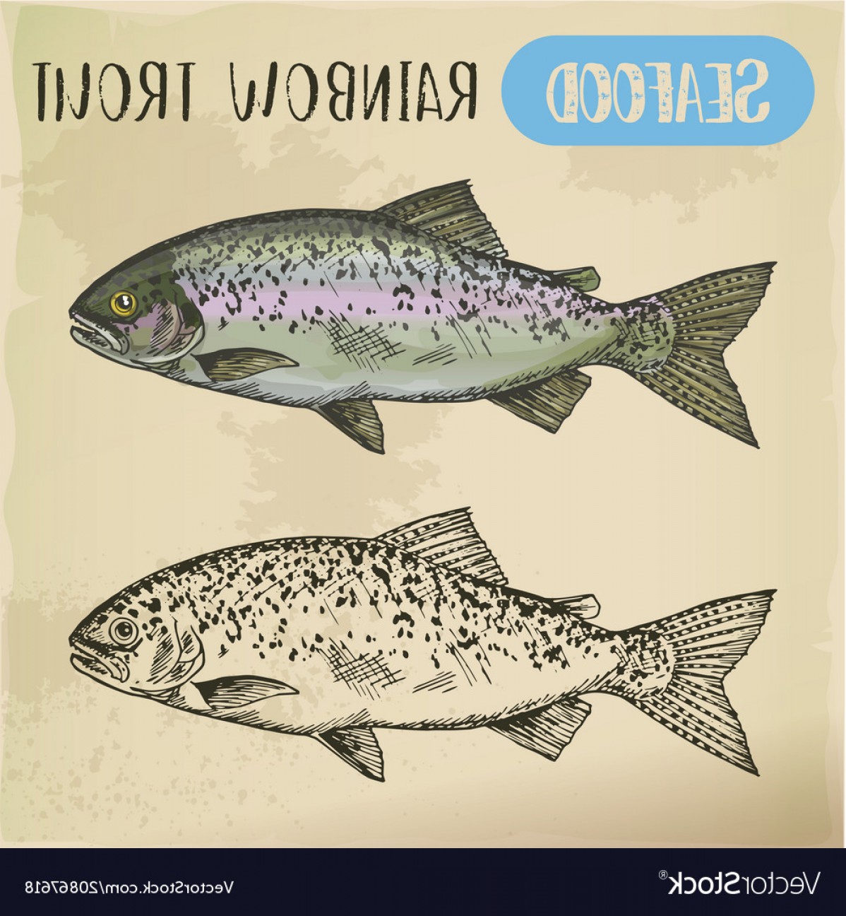 1198x1296 Rainbow Trout Sketch Or Coastal Redband Fish Vector Soidergi
