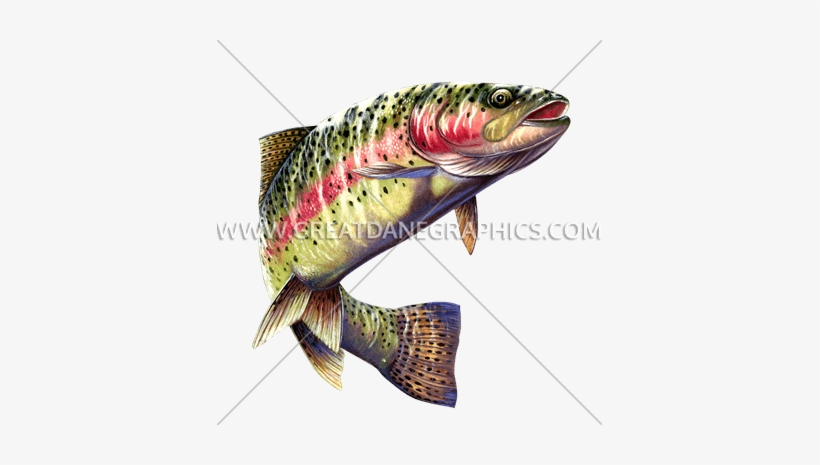 820x465 Rainbow Trout Vector