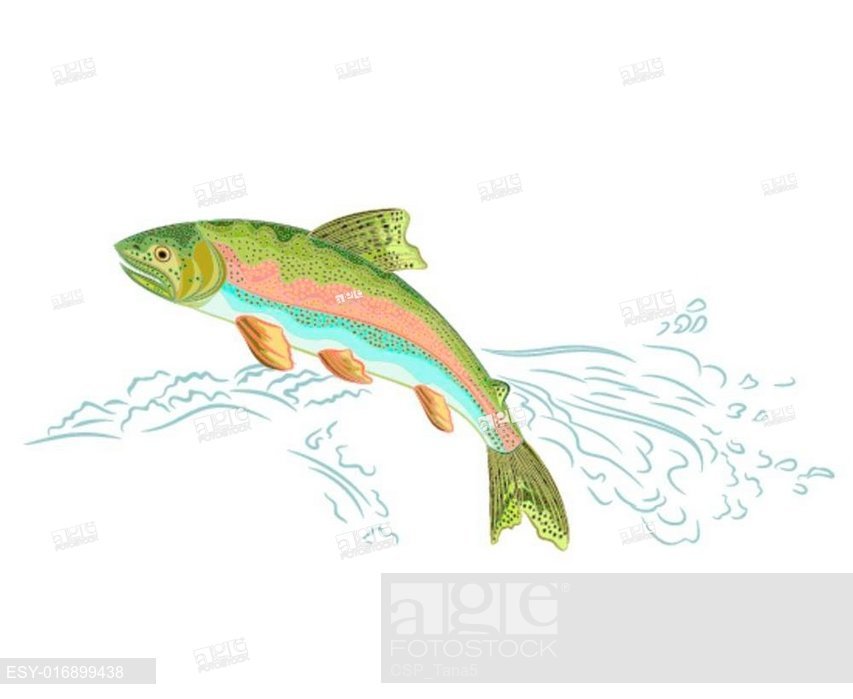 853x699 American Rainbow Trout Jumps, Stock Vector, Vector And Low Budget